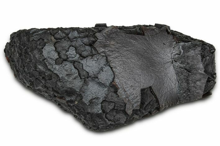 Dragon Scale Stone (Iron, Manganese, Siderite Nodule) #350200